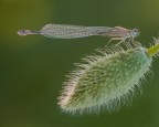 Ischnura elegans - female