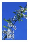 tralci di primavera tralci di primavera