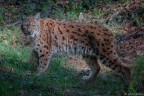 Lince Lince