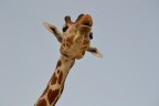 animali animali