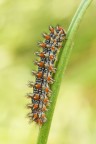 Melitea didyma Melitea didyma