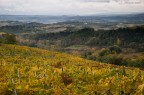 Campagne Senesi #1 Campagne Senesi #1