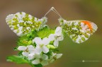 Anthocharis cardamines (Linnaeus, 1758) F+M Anthocharis cardamines (Linnaeus, 1758) F+M