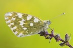 Pontia edusa Pontia edusa