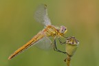 Sympetrum fonscolombii Sympetrum fonscolombii