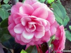 107 CAMELIA 107 CAMELIA
