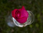 ROSA ROSA