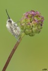 bombylius minor bombylius minor