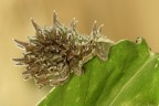 Apochima Flabellaria Apochima Flabellaria