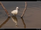 Camargue # 43 Camargue # 43