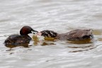 la mamma.... la mamma....