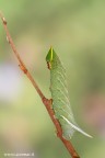 Smerinthus ocellata Smerinthus ocellata