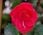 Rosellina Rossa ... Rosellina Rossa ...