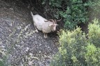 Wild Goat Wild Goat