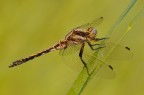 Orthetrum albistylum
