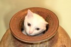 la tana del gatto la tana del gatto