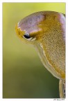 L'occhio del serpente L'occhio del serpente