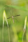 Tipula