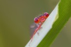 Una Sbirciatina...!!! Una Sbirciatina...!!!