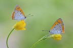 Lycaena dispar