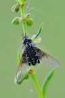 Bombylella atra Bombylella atra