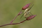 Bombylius Bombylius