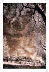 Rosso stucco