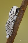 Falena leopardo