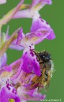 Orchidea e ape Orchidea e ape