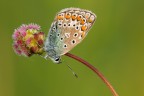 Common Blue