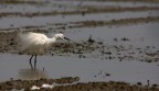 Egretta garzetta Egretta garzetta