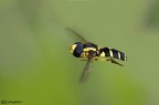 Strange reportage : insetti in volo Strange reportage : insetti in volo