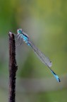 Damigella Damigella