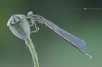 Femmina, Platycnemis pennipes. (Pallas, 1771) Femmina, Platycnemis pennipes. (Pallas, 1771)