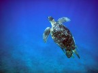 nel blu nel blu