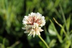 fiore fiore