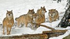 Gruppo di lupi Gruppo di lupi