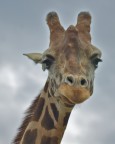 giraffa giraffa