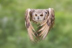 To fly To fly