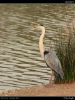 Camargue # 46 Camargue # 46