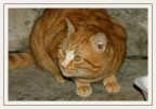 gatto gatto