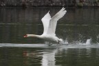 Cigno Cigno