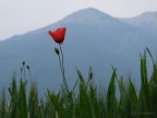 Lo sai che i papaveri... Lo sai che i papaveri...