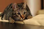 My cat My cat