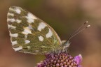 Pontia edusa Pontia edusa