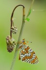 Melitaea didyma (Esper, 1779)