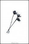 Flower cross Flower cross