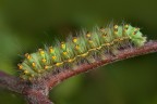 saturnia pavoniella saturnia pavoniella