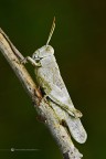 Orthoptera acrididae Orthoptera acrididae
