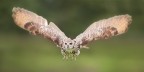Volo Volo